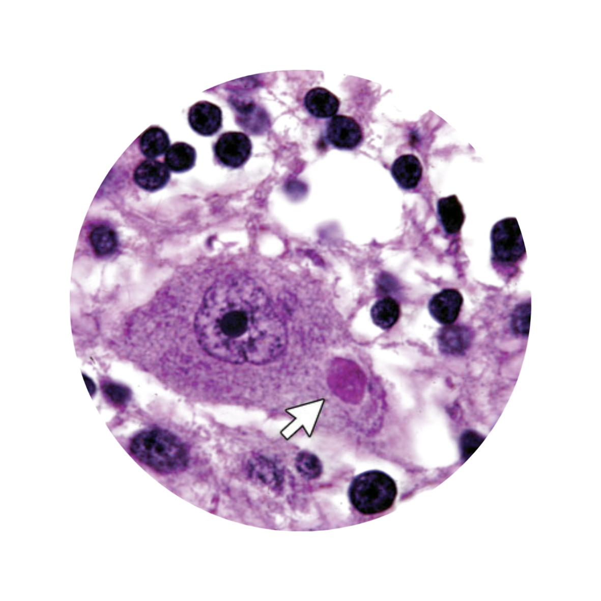 Subsección división Neurología humana y Neurobiología clínica