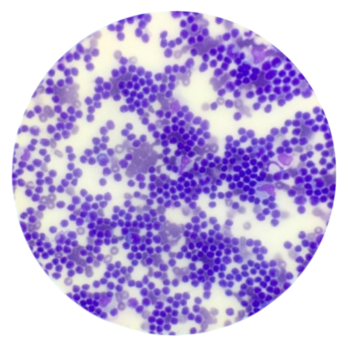 Neurología y Neurociencia animal/veterinaria, y traslacional